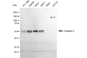 Western blotting analysis using caspase 8 antibody (ABIN7797906). (Recombinant Caspase 8 antibody)