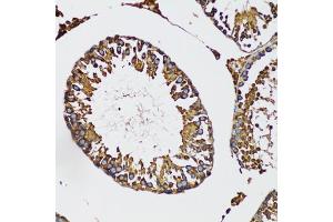Immunohistochemistry of paraffin-embedded mouse testis using IRAK4 antibody (ABIN5973654) at dilution of 1/100 (20x lens). (IRAK4 antibody)