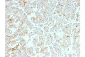 Formalin-fixed, paraffin-embedded human Pancreas stained with CFTR Mouse Recombinant Monoclonal Antibody (rCFTR/1342). (Recombinant CFTR antibody)