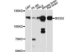 Western blot analysis of extracts of various cell lines, using BICD2 antibody (ABIN4903051) at 1:1000 dilution.