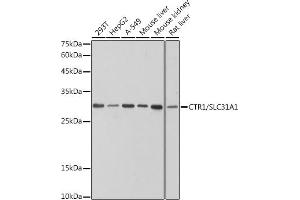 Western blot analysis of extracts of various cell lines, using CTR1/SLC31 antibody (ABIN7270449) at 1:1000 dilution. (SLC31A1 antibody)