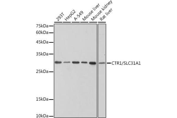 SLC31A1 antibody