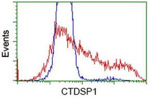 Image no. 2 for anti-CTD (Carboxy-terminal Domain, RNA Polymerase II, Polypeptide A) Small Phosphatase 1 (CTDSP1) antibody (ABIN1497677) (CTDSP1 antibody)