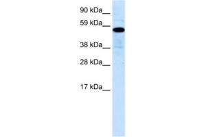 Western Blotting (WB) image for anti-Zinc Finger Protein 426 (ZNF426) antibody (ABIN2460751) (ZNF426 antibody)