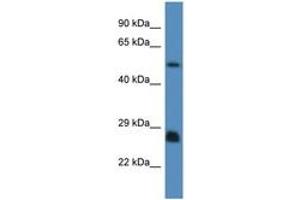 Image no. 1 for anti-SHC (Src Homology 2 Domain Containing) Transforming Protein 3 (SHC3) (AA 85-134) antibody (ABIN6746482) (SHC3 antibody  (AA 85-134))