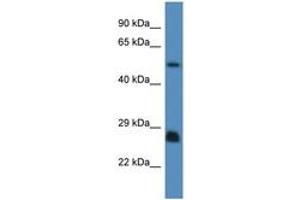 Image no. 1 for anti-SHC (Src Homology 2 Domain Containing) Transforming Protein 3 (SHC3) (AA 85-134) antibody (ABIN6746482)