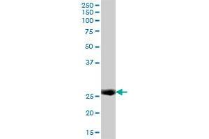 IFI30 MaxPab polyclonal antibody. (IFI30 antibody  (AA 1-250))