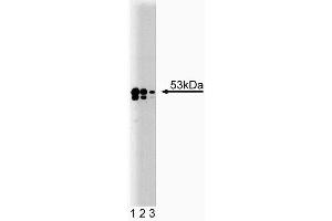 Western blot analysis of TEF-1 on A431 lysate.
