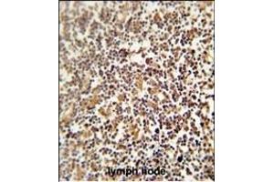 LRRC33 antibody (C-term) (ABIN654275 and ABIN2844083) immunohistochemistry analysis in formalin fixed and paraffin embedded human lymph node followed by peroxidase conjugation of the secondary antibody and DAB staining. (LRRC33 antibody  (C-Term))