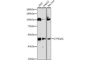 Western blot analysis of extracts of various cell lines, using CYP51 antibody  at 1:1000 dilution. (CYP51A1 antibody)