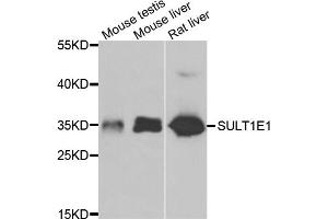 Western blot analysis of extracts of various cell lines, using SULT1E1 antibody (ABIN4905342) at 1:1000 dilution. (SULT1E1 antibody)