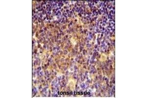 MUTED Antibody (Center) (ABIN654098 and ABIN2843982) immunohistochemistry analysis in formalin fixed and paraffin embedded human tonsil tissue followed by peroxidase conjugation of the secondary antibody and DAB staining. (MUTED antibody  (AA 40-68))