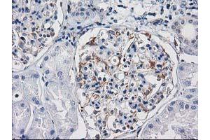 Immunohistochemical staining of paraffin-embedded Human Kidney tissue using anti-PDE2A mouse monoclonal antibody. (PDE2A antibody)