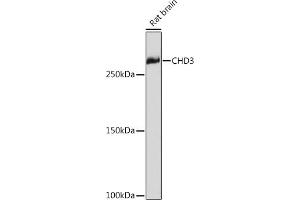 Western blot analysis of extracts of Rat brain, using CHD3 Rabbit mAb (ABIN7266363) at 1:1000 dilution. (CHD3 antibody)