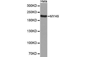 Western Blotting (WB) image for anti-Myosin 9 (MYH9) (AA 1711-1960) antibody (ABIN6213646) (Myosin 9 antibody  (AA 1711-1960))