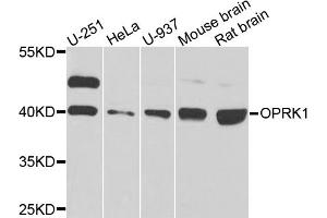 Western blot analysis of extracts of various cell lines, using OPRK1 antibody (ABIN5974551) at 1/1000 dilution. (OPRK1 antibody)