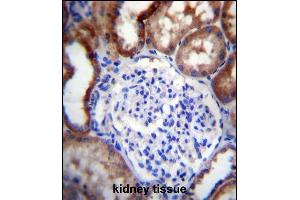 LINGO4 Antibody (C-term) (ABIN656722 and ABIN2845949) immunohistochemistry analysis in formalin fixed and paraffin embedded human kidney tissue followed by peroxidase conjugation of the secondary antibody and DAB staining. (LINGO4 antibody  (C-Term))