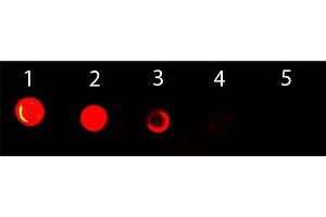 Dot Blot of Goat anti-Mouse IgG2b (Gamma 2b Chain) Antibody ATTO 488 Conjugated. (Goat anti-Mouse IgG2b (Heavy Chain) Antibody (Atto 488) - Preadsorbed)