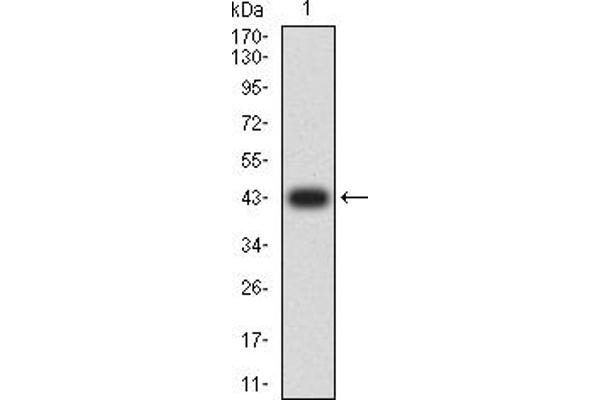 PINK1 anticorps  (AA 112-273)