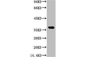 Western blot analysis of 1) Hela, 2) 293T, diluted at 1:5000. (CA9 antibody)