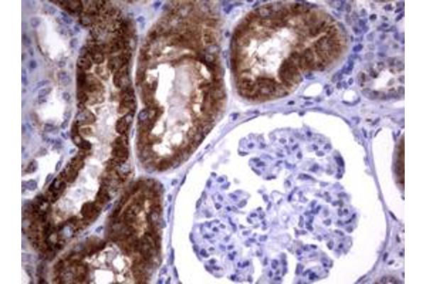 NEU1 antibody  (AA 48-315)
