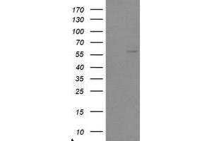 Image no. 2 for anti-TRAF Interacting Protein (TRAIP) (AA 67-313) antibody (ABIN1491633) (TRAIP antibody  (AA 67-313))