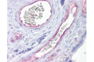 Anti-ARNTL2 antibody IHC of human placenta. (ARNTL2 antibody  (AA 35-84))