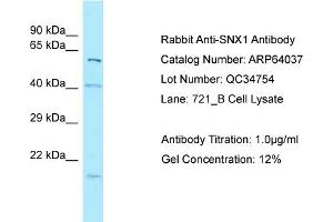 Western Blotting (WB) image for anti-Sorting Nexin 1 (SNX1) (N-Term) antibody (ABIN971747) (Sorting Nexin 1 antibody  (N-Term))