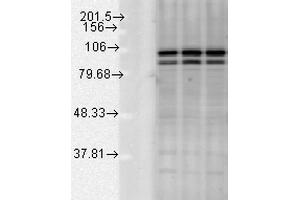 Western blot analysis of Rat tissue mix showing detection of Calnexin-CT protein using Rabbit Anti-Calnexin-CT Polyclonal Antibody . (Calnexin antibody  (C-Term) (Atto 488))