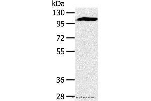 Western blot analysis of Mouse heart tissue, using PYGM Polyclonal Antibody at dilution of 1:400