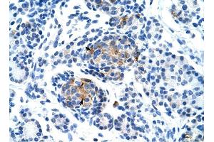 P2RX1 antibody was used for immunohistochemistry at a concentration of 4-8 ug/ml to stain Epithelial cells of pancreatic acinus (arrows) in Human Pancreas. (P2RX1 antibody  (Middle Region))