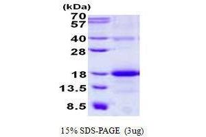 Figure annotation denotes ug of protein loaded and % gel used. (CLEC2B Protein)