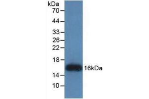 Detection of Recombinant REG3g, Human using Monoclonal Antibody to Regenerating Islet Derived Protein 3 Gamma (REG3g) (REG3g antibody  (AA 39-175))
