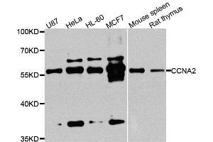 Western blot analysis of extracts of various cell lines, using CCNA2 antibody. (Cyclin A antibody  (AA 1-200))