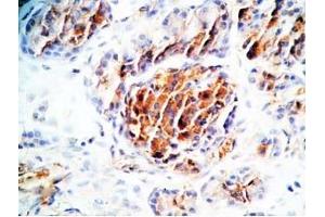 Human pancreas tissue was stained by Rabbit Anti-TRB-3 (314-349) (Rat) Antibody (TAS2R140 antibody  (AA 314-349))