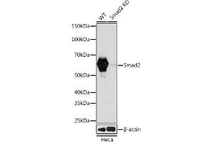 Western blot analysis of extracts from wild type (WT) and Smad2 knockdown (KD) HeLa cells, using Smad2 antibody (ABIN7270344) at 1:1000 dilution. (SMAD2 antibody)