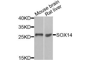 Western blot analysis of extracts of various cell lines, using SOX14 antibody (ABIN5974346) at 1/1000 dilution.