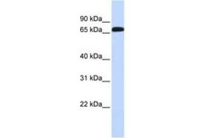 Image no. 1 for anti-GABA Transporter 1 (GAT1) (AA 324-373) antibody (ABIN6743208)