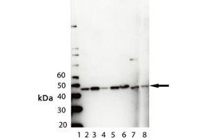 Western blot analysis of PDK1, pAb : Lane 1: MW Marker, Lane 2: HeLa Cell Lysate , Lane 3: Rat Brain Lysate , Lane 4: Mouse Brain Lysate , Lane 5: ESK-4 cell Lysate, Lane 6: RK-13 Cell Lysate, Lane 7: MCDK Cell Lysate, Lane 8: Vero Lysate (PDK1 antibody)