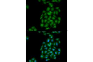Immunofluorescence analysis of HeLa cells using PLSCR1 antibody. (PLSCR1 antibody)