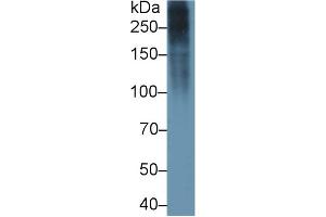 Detection of FN in Gallus Skin lysate using Polyclonal Antibody to Fibronectin (FN) (Fibronectin antibody  (AA 510-689))