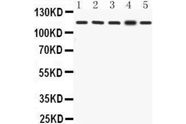 CLOCK antibody  (N-Term)