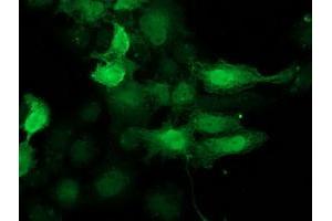 Anti-CDK2 mouse monoclonal antibody (ABIN2454600) immunofluorescent staining of COS7 cells transiently transfected by pCMV6-ENTRY CDK2 (RC200494). (CDK2 antibody)