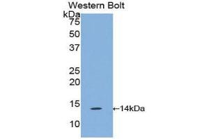 Western Blotting (WB) image for anti-Chemokine (C-C Motif) Ligand 6 (CCL6) (AA 21-115) antibody (ABIN1859880) (CCL6 antibody  (AA 21-115))
