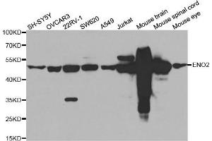 Western blot analysis of extracts of various cell lines, using ENO2 antibody. (ENO2/NSE antibody)