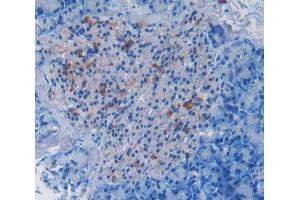 Used in DAB staining on fromalin fixed paraffin- embedded pancreas tissue (DISC1 antibody  (AA 151-330))