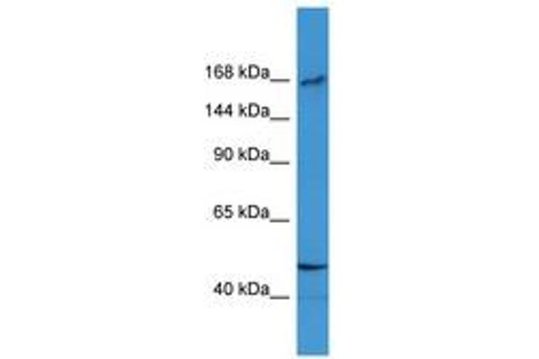 BTBD12 antibody  (AA 100-149)