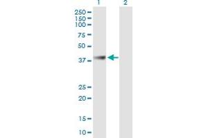 Western Blot analysis of ABHD1 expression in transfected 293T cell line by ABHD1 MaxPab polyclonal antibody. (ABHD1 antibody  (AA 1-405))