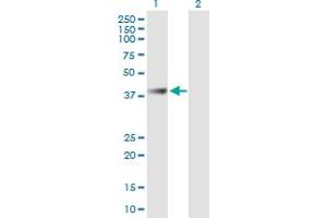 Western Blot analysis of ABHD1 expression in transfected 293T cell line by ABHD1 MaxPab polyclonal antibody.
