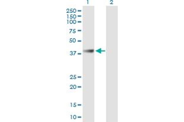 ABHD1 antibody  (AA 1-405)